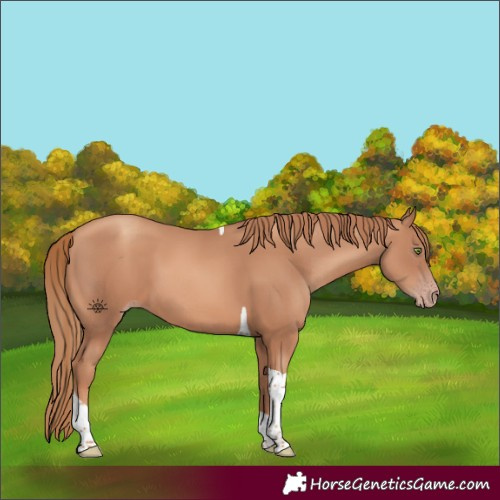 Horse Color:Gold Champagne Tobiano