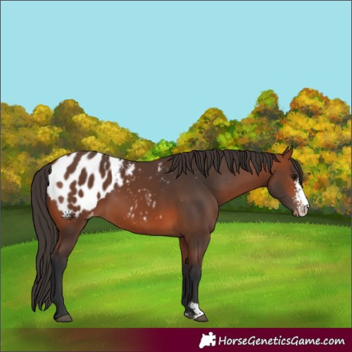 Horse Color:Bay Sabino Appaloosa 