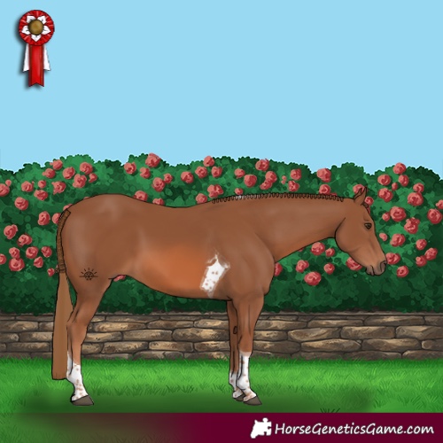 Horse Color:Chestnut Tobiano
