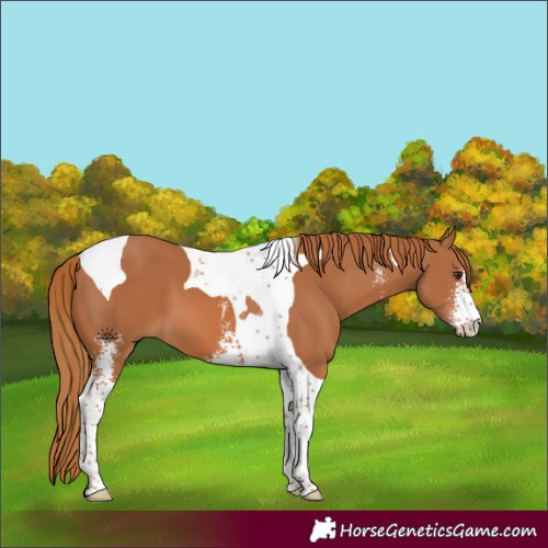 Horse Color:Chestnut Sabino Tobiano