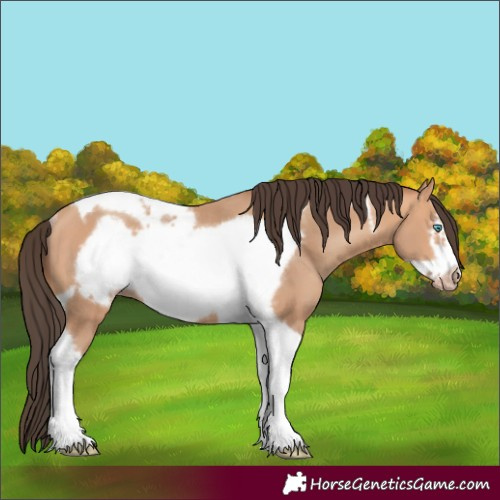 Horse Color:Amber Champagne Tobiano Frame Rabicano 