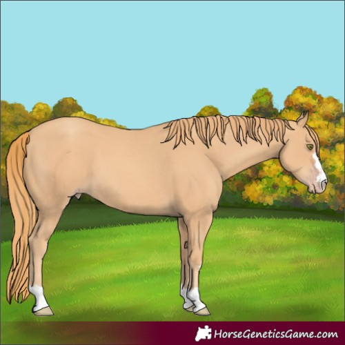 Horse Color:Gold Champagne
