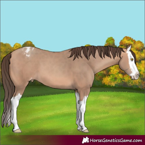 Horse Color:Amber Champagne Splash Blanket 