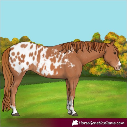 Horse Color:Chestnut Sabino Blanket