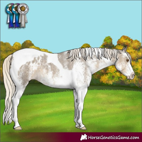 Horse Color:White Spotted Silver Smoky Grullo Tobiano Appaloosa 