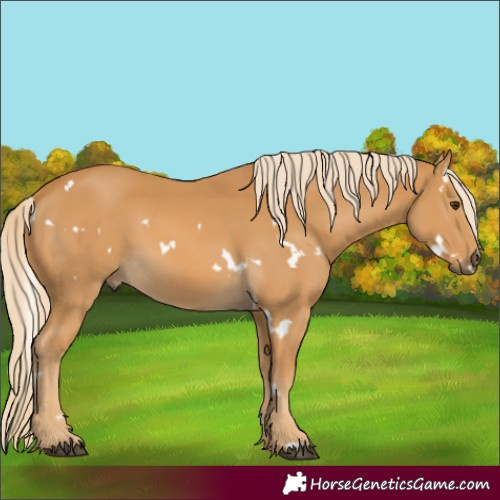 Horse Color:White Spotted Palomino 
