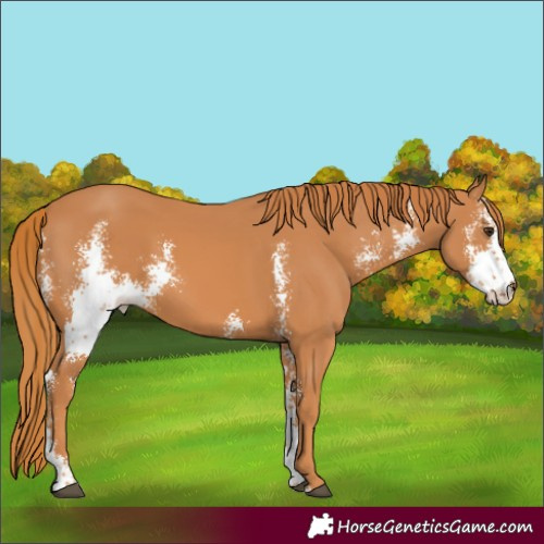 Horse Color:Chestnut Sabino 