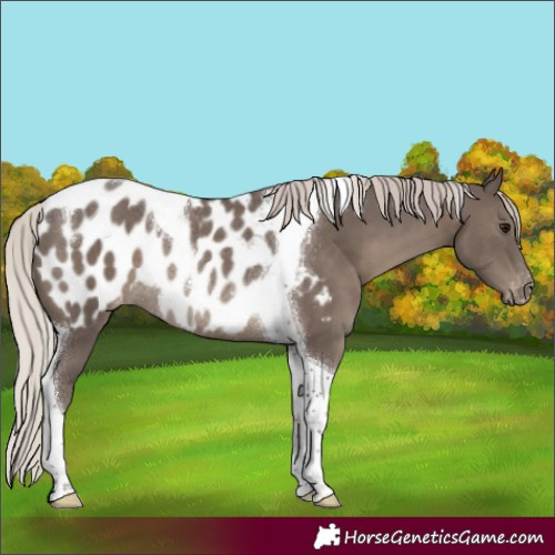 Horse Color:Silver Black Tobiano Near Leopard Rabicano