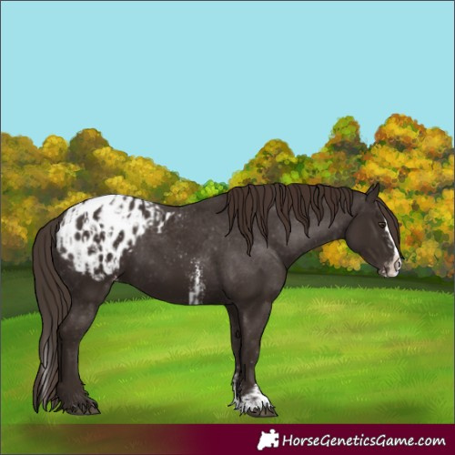 Horse Color:Liver Chestnut Sabino Splash Appaloosa  and Liver Chestnut Sabino Splash Appaloosa 