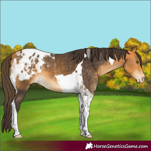 Horse Color:Buckskin Tobiano Blanket 