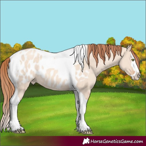 Horse Color:Gold Champagne Dun Splash Tobiano Blanket Rabicano 