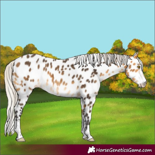 Horse Color:Silver Buckskin Sabino Leopard