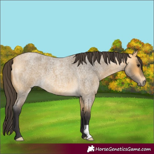 Horse Color:Buckskin Roan