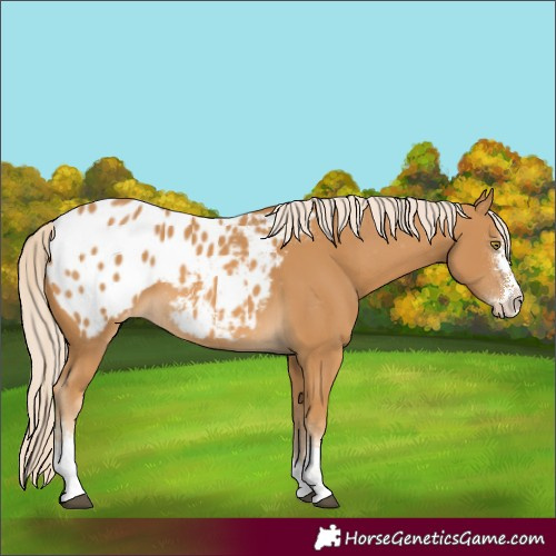 Horse Color:Palomino Sabino Blanket 
