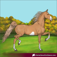 Horse Color:Chestnut Frame 