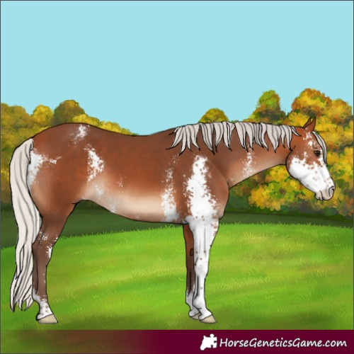 Horse Color:Silver Bay Sabino 