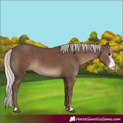 Horse Color:Silver Black Sabino 