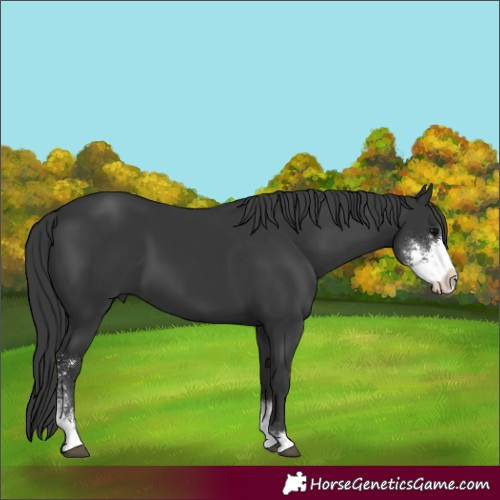 Horse Color:Black Sabino