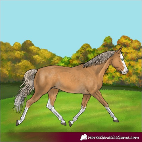 Horse Color:Palomino Splash  and Palomino Splash 