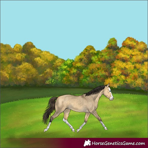 Horse Color:Buckskin Dun Splash