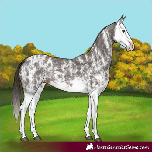 Horse Color:Liver Chestnut Sabino Splash Appaloosa and Liver Chestnut Sabino Splash Appaloosa