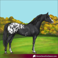 Horse Color:Black Sabino Splash Blanket and Black Sabino Splash Blanket