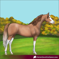 Horse Color:Gold Champagne Splash