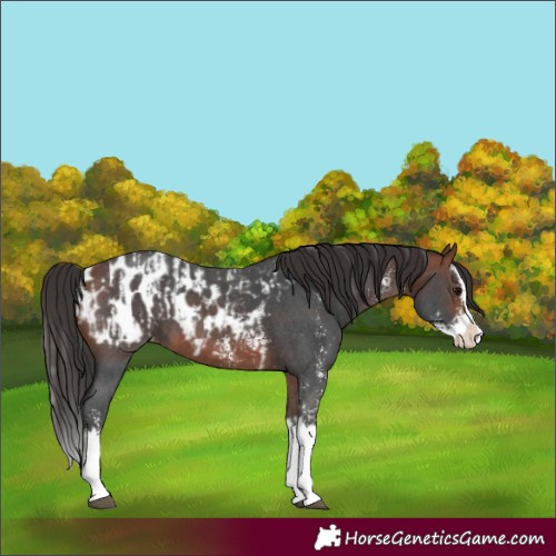 Horse Color:Bay Sabino Splash Appaloosa  and Bay Sabino Splash Appaloosa 