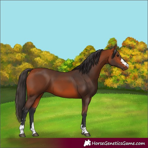 Horse Color:Bay 