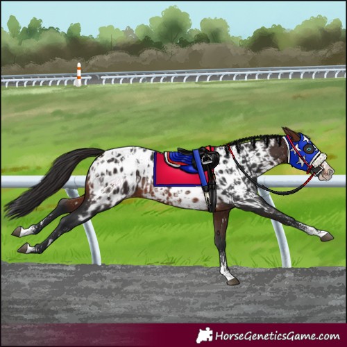 Horse Color:Brown Sabino Splash Appaloosa  and Brown Sabino Splash Appaloosa 
