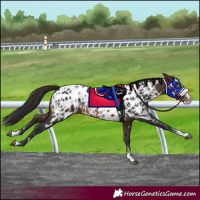 Horse Color:Brown Sabino Splash Blanket and Brown Sabino Splash Blanket