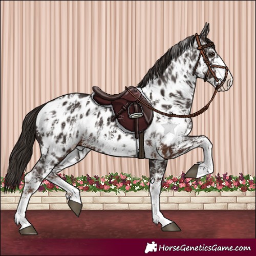 Horse Color:Liver Chestnut Sabino Splash Appaloosa  and Liver Chestnut Sabino Splash Appaloosa 