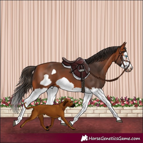 Horse Color:Bay Splash Frame 