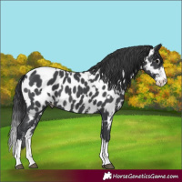 Horse Color:Black Sabino Splash Appaloosa and Black Sabino Splash Appaloosa