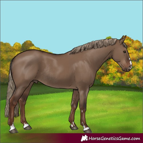 Horse Color:Unknown 
