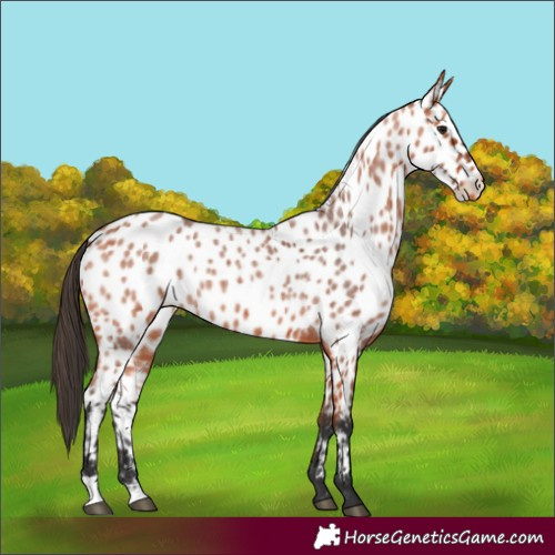 Horse Color:Bay Roan Near Leopard