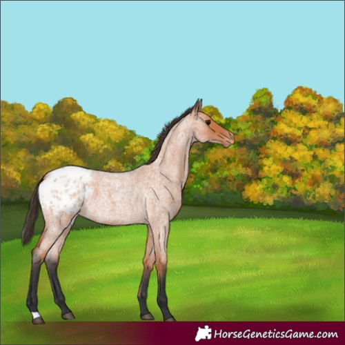 Horse Color:Bay Roan Appaloosa