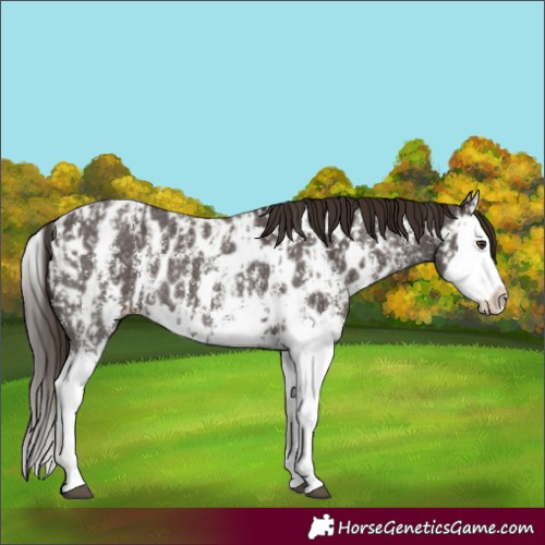 Horse Color:Liver Chestnut Sabino Splash Appaloosa  and Liver Chestnut Sabino Splash Appaloosa 