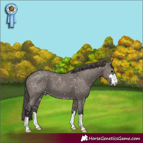 Horse Color:Grullo Appaloosa