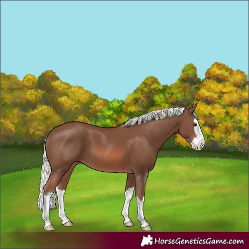 Horse Color:Chestnut Mushroom Splash 
