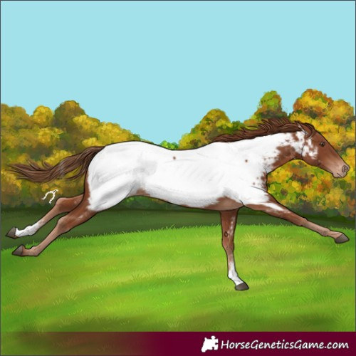 Horse Color:Chestnut Sabino Near Fewspot