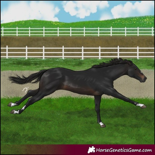 Horse Color:Gray Brown 