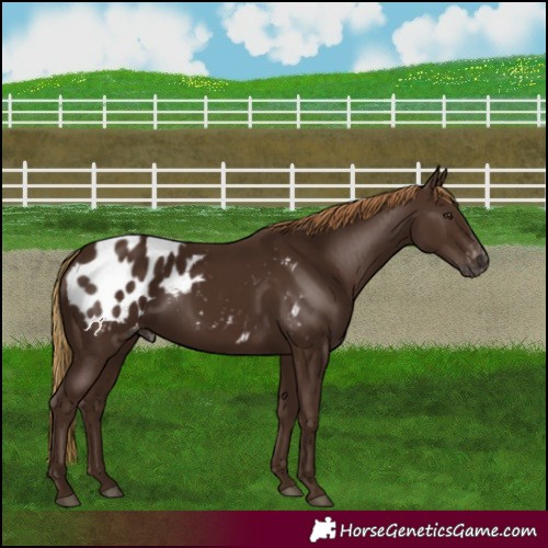Horse Color:Gray Chestnut Appaloosa