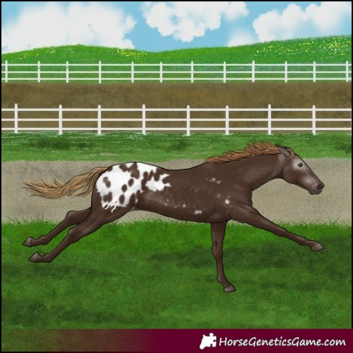 Horse Color:Gray Chestnut Blanket 