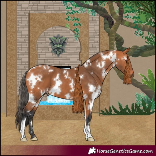 Horse Color:White Spotted Bay