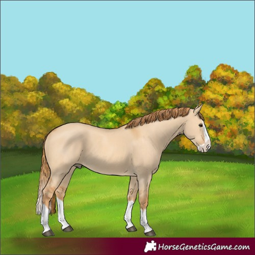 Horse Color:Red Dun Splash 