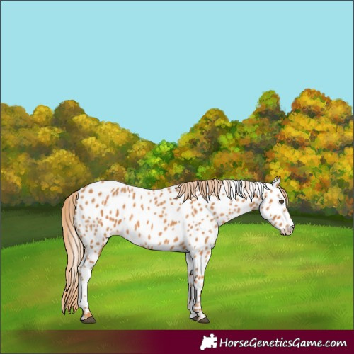 Horse Color:Chestnut Appaloosa 