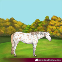 Horse Color:Chestnut Near Leopard 