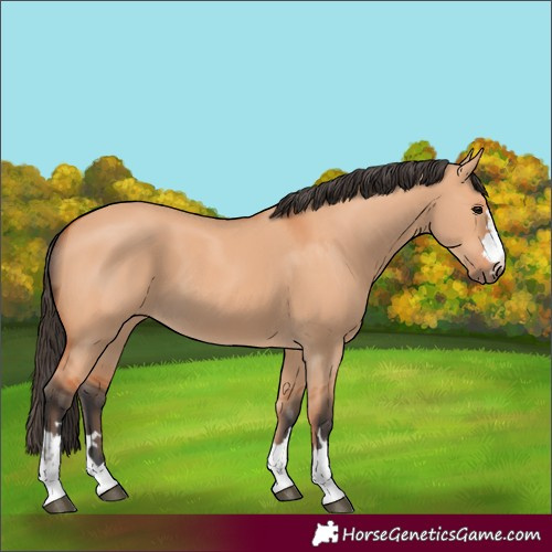 Horse Color:Bay Dun
