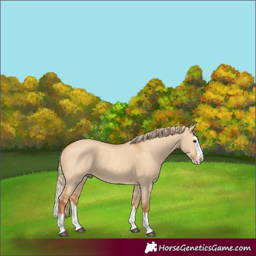 Horse Color:Red Dun Splash 